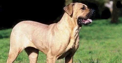 世界名犬—日本土佐