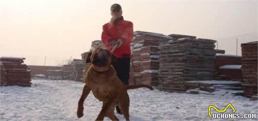 世界名犬—日本土佐