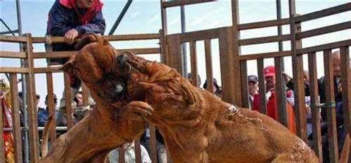 世界名犬—日本土佐