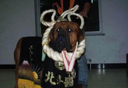 世界名犬—日本土佐