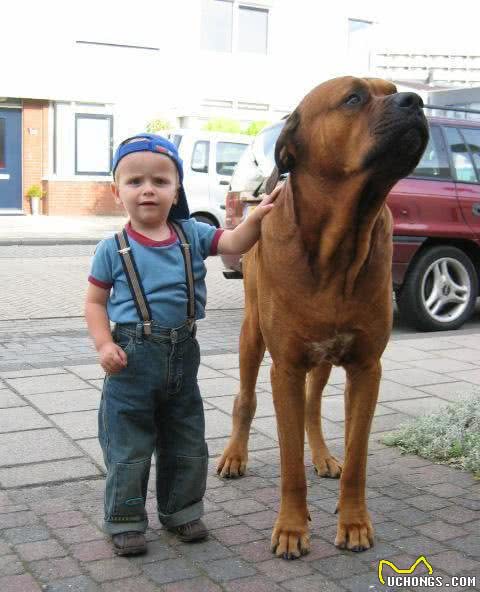 世界名犬—日本土佐