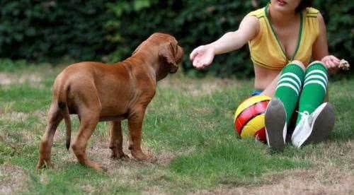 世界名犬—日本土佐