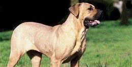 世界名犬—日本土佐