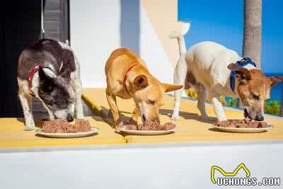 狗主人储存狗粮时常犯的七种错误，只有做好储存，它才能吃得安心