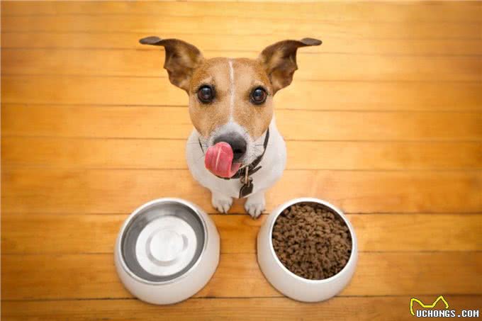 狗主人储存狗粮时常犯的七种错误,只有做好储存,它才能吃得安心
