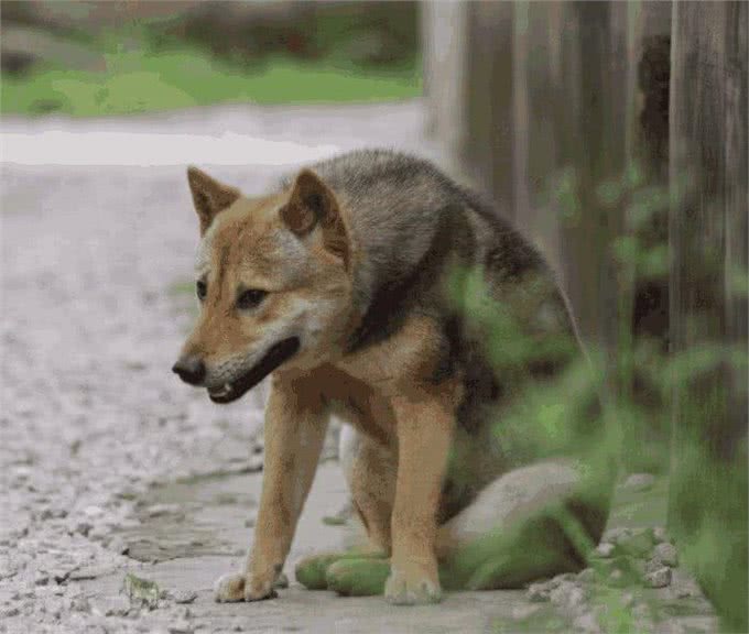 天气转凉,偷狗贼开始猖獗,怎么防止狗狗被盗?狗主人都要小心