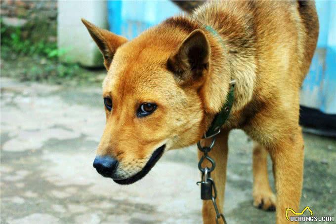 天气转凉,偷狗贼开始猖獗,怎么防止狗狗被盗?狗主人都要小心