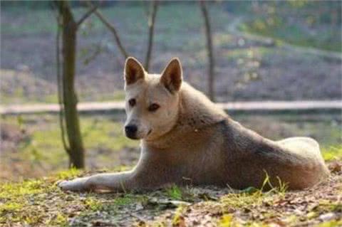 天气转凉,偷狗贼开始猖獗,怎么防止狗狗被盗?狗主人都要小心