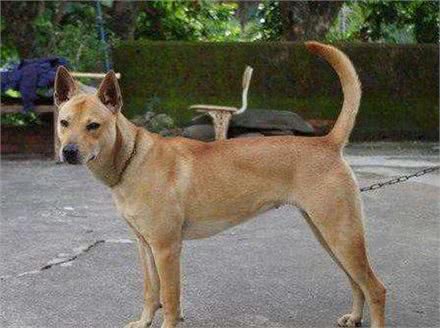 天气转凉,偷狗贼开始猖獗,怎么防止狗狗被盗?狗主人都要小心