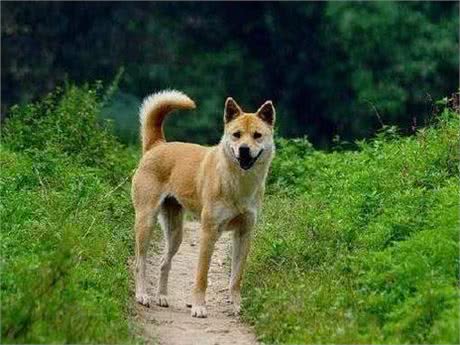 天气转凉,偷狗贼开始猖獗,怎么防止狗狗被盗?狗主人都要小心