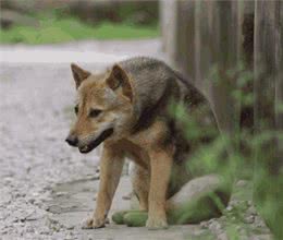 天气转凉，偷狗贼开始猖獗，怎么防止狗狗被盗?狗主人都要小心