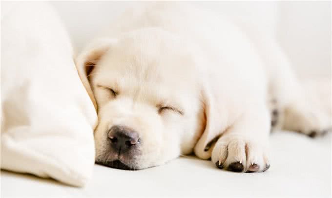 狗狗身上臭烘烘，家里也是一股狗味，主人应该怎么办?