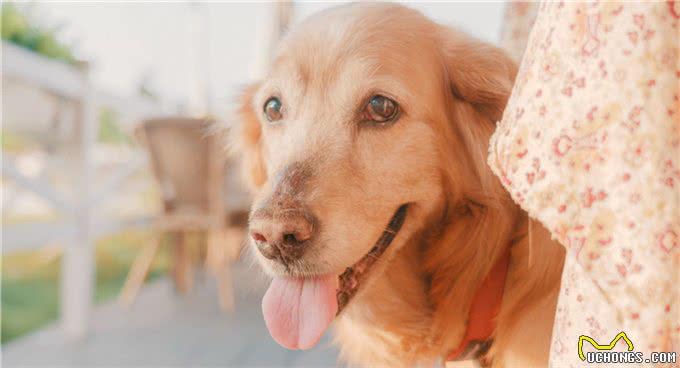 狗狗身上臭烘烘，家里也是一股狗味，主人应该怎么办?