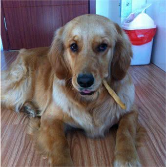 朋友家的狗狗眼睛最近总是红红的，很有可能是这些原因造成的