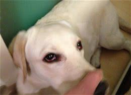 朋友家的狗狗眼睛最近总是红红的，很有可能是这些原因造成的