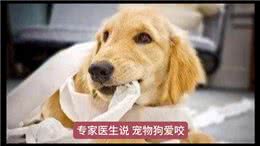 为什么狗狗喜欢吃卫生纸?