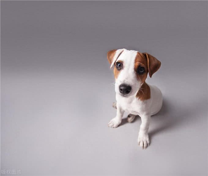 狗无味:嗅觉与听觉的卓越之道