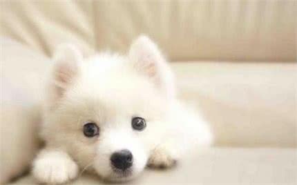 世界最可爱的宠物狗排名,泰迪居然排在第二位!场面一度尴尬!