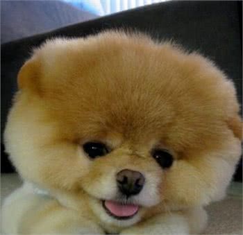 世界最可爱的宠物狗排名,泰迪居然排在第二位!场面一度尴尬!