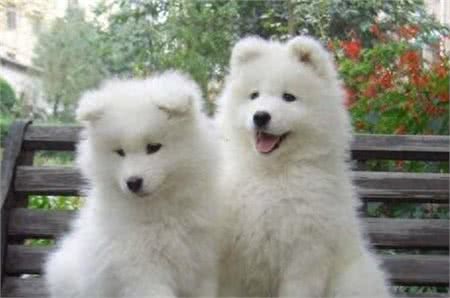 世界最可爱的宠物狗排名,泰迪居然排在第二位!场面一度尴尬!