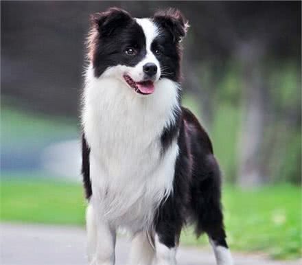 世界最可爱的宠物狗排名,泰迪居然排在第二位!场面一度尴尬!