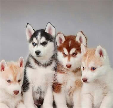 世界最可爱的宠物狗排名,泰迪居然排在第二位!场面一度尴尬!