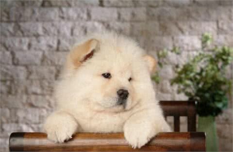 世界最可爱的宠物狗排名,泰迪居然排在第二位!场面一度尴尬!