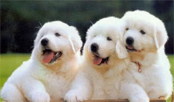 世界最可爱的宠物狗排名,泰迪居然排在第二位!场面一度尴尬!