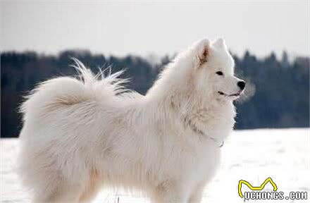 世界最可爱的宠物狗排名,泰迪居然排在第二位!场面一度尴尬!