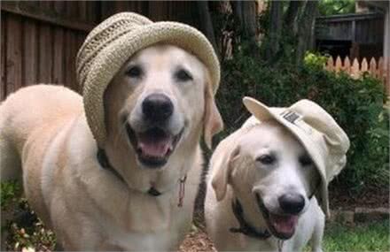 世界最可爱的宠物狗排名,泰迪居然排在第二位!场面一度尴尬!