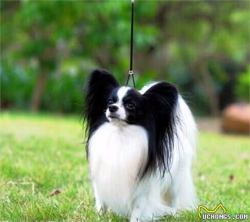 常见小型犬智商排名