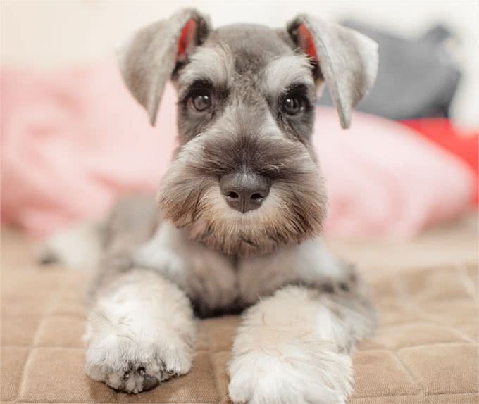 常见小型犬智商排名