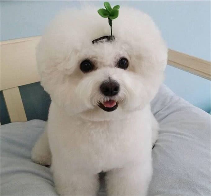 常见小型犬智商排名