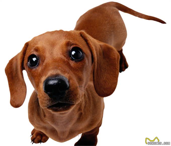 常见小型犬智商排名