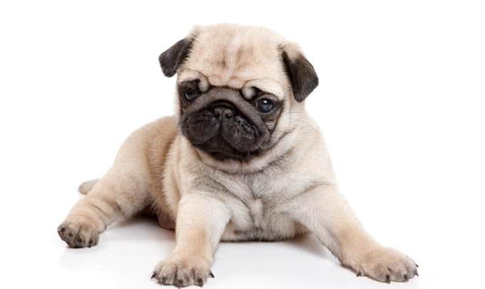 常见小型犬智商排名