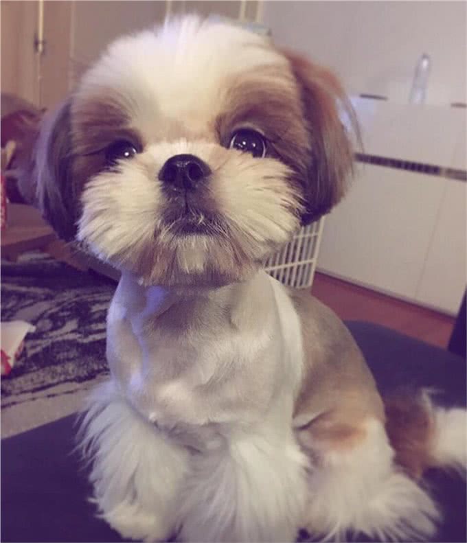 常见小型犬智商排名