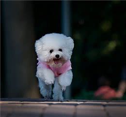 常见小型犬智商排名