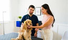 建议：宠物狗办理身份证，标注狗主人姓名，防止狗咬人找不到主人