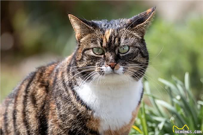 伊珊娜洗护课堂丨宠物SPA，享受专属放松时光!