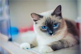 伊珊娜洗护课堂丨宠物SPA，享受专属放松时光!