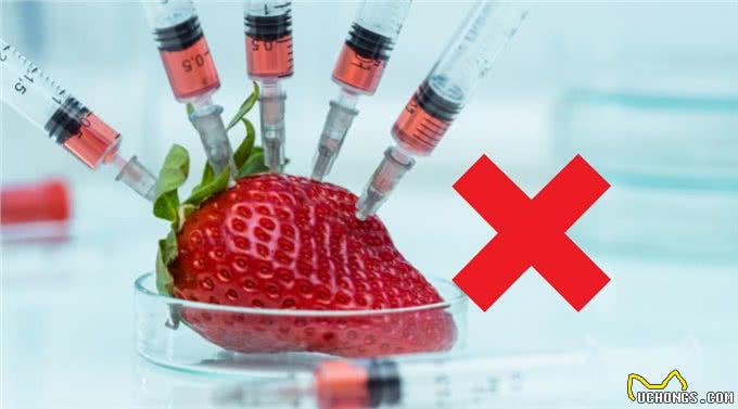 哪些食物会残害狗狗健康?当心这6种