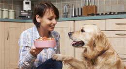 哪些食物会残害狗狗健康?当心这6种