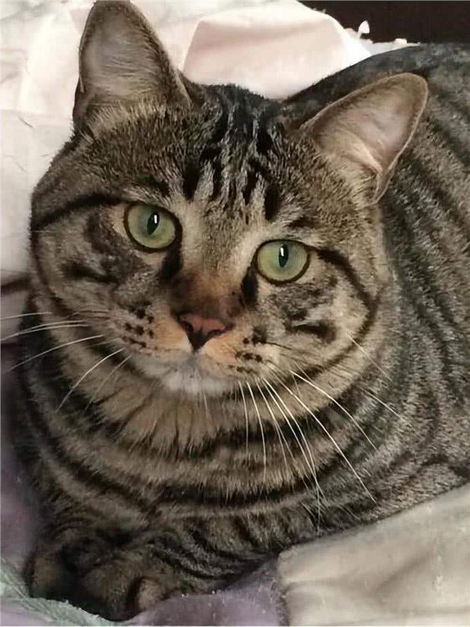 遗弃率攀升的狸花猫，被丢弃是有原因的