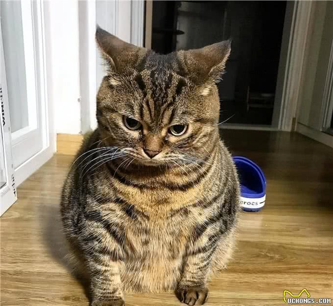 遗弃率攀升的狸花猫，被丢弃是有原因的