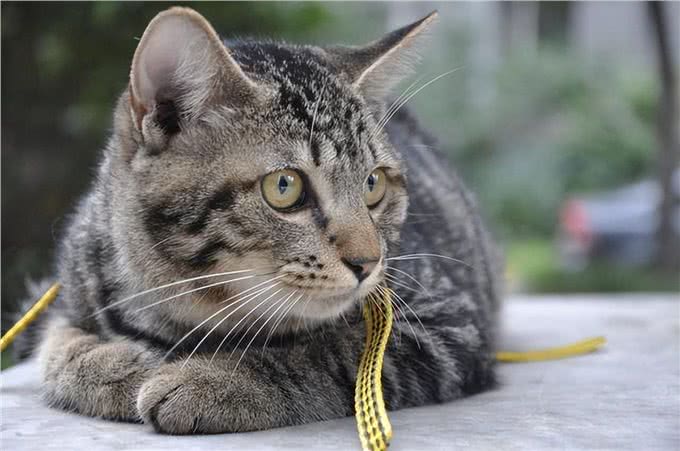 遗弃率攀升的狸花猫，被丢弃是有原因的