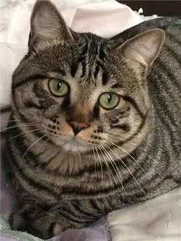 遗弃率攀升的狸花猫，被丢弃是有原因的