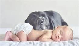 对于那些在幼犬时期未习惯和孩子相处的成年犬来说