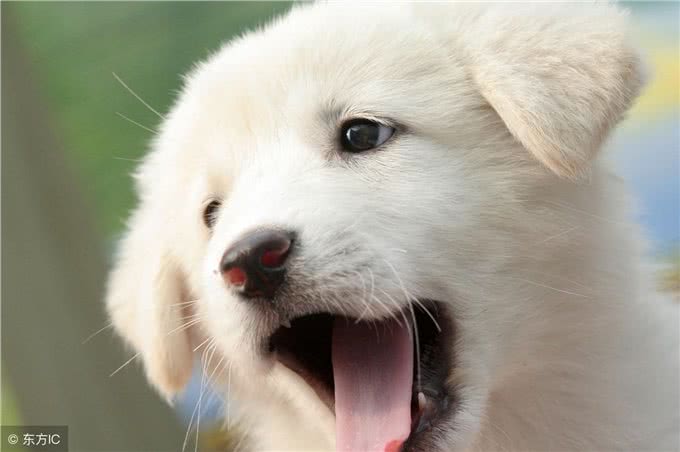 打疫苗—狗生头等大事!关于狗狗打疫苗超详细的科普贴!