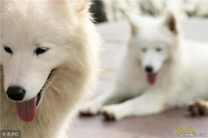 打疫苗—狗生头等大事!关于狗狗打疫苗超详细的科普贴!