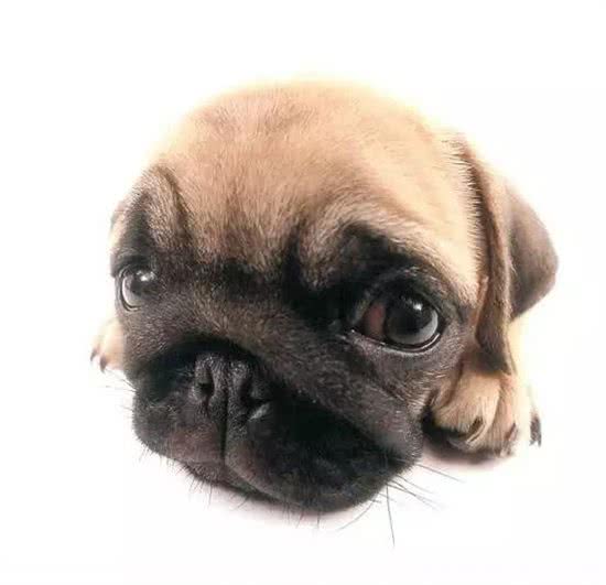 打疫苗—狗生头等大事!关于狗狗打疫苗超详细的科普贴!